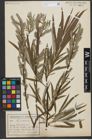 Foto von Salix viminalis L.